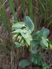 Cerinthe minor