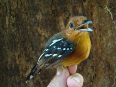 Thamnophilus amazonicus