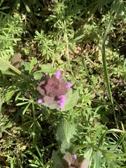Lamium purpureum