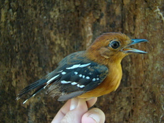 Thamnophilus amazonicus