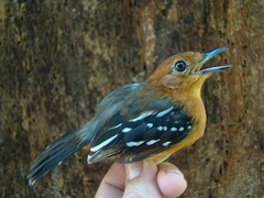Thamnophilus amazonicus