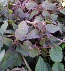 Lamium album