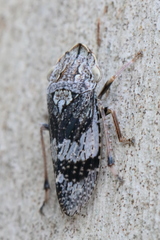 Stenocotis depressa