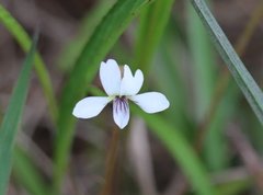 Viola vittata