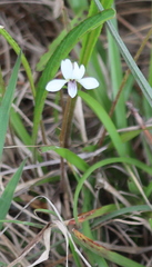 Viola vittata