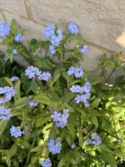 Myosotis