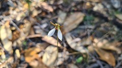 Eriochilus collinus collinus