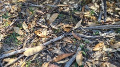 Eriochilus collinus collinus