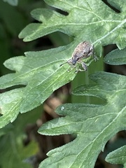 Tanymecus lacaena