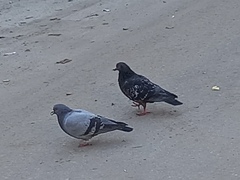 Columba livia domestica