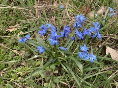 Scilla siberica