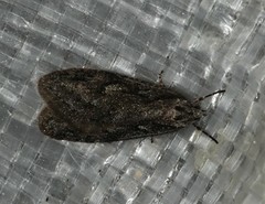 Semioscopis