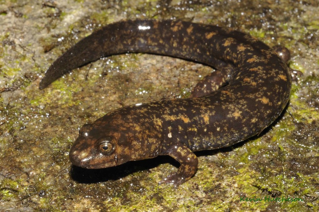 Shovel-nosed Salamander (Salamanders of Blount County Tennessee ...