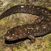 Shovel-nosed Salamander - Photo (c) Kevin Hutcheson, some rights reserved (CC BY-NC), uploaded by Kevin Hutcheson