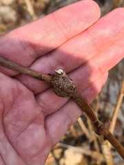 Lasioptera rubi