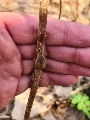 Lasioptera rubi