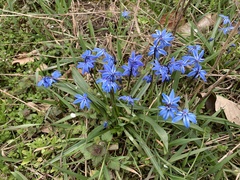 Scilla siberica