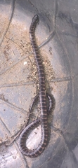 Oxyrhopus clathratus