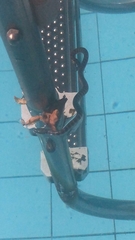 Oxyrhopus clathratus