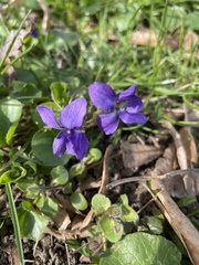 Viola odorata
