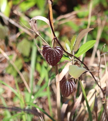 Dioscorea villosa