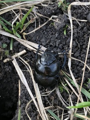 Lethrus apterus