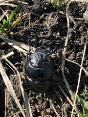 Lethrus apterus