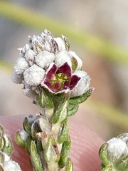 Phylica purpurea pearsonii