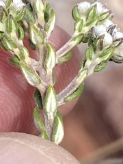 Phylica purpurea pearsonii