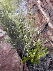 Phylica purpurea pearsonii