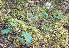 Gingidia montana
