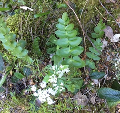 Gingidia montana