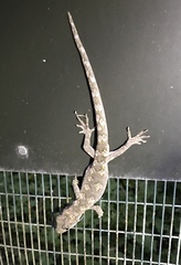 Mokopirirakau granulatus