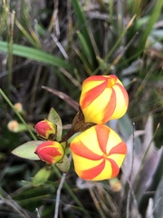 Gentianella hirculus
