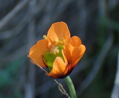 Papaver heterophyllum
