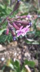 Silene fuscata