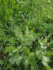 Carduus arabicus
