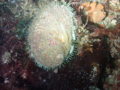 Haliotis tuberculata tuberculata