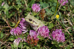 Hyla sarda