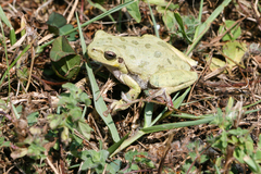 Hyla sarda
