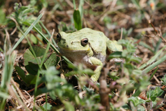 Hyla sarda