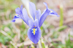 Irideae