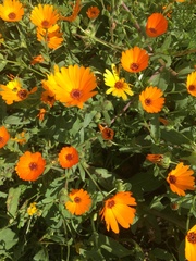Calendula