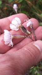 Silene longicilia