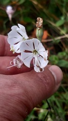 Silene longicilia