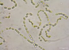 Nostocaceae