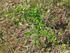 Crataegus berberifolia