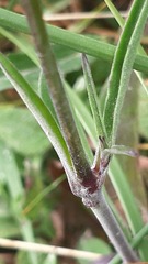 Silene longicilia