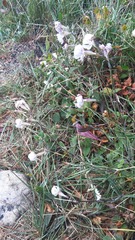 Silene longicilia
