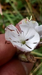 Silene longicilia